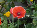 corn rose, field poppy, Flanders poppy, red poppy, red weed,headache , headwark
